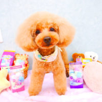 【池下店】2020年2月9日のワンちゃん達♪