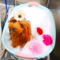 【池下店】2020年2月10日のワンちゃん達♪