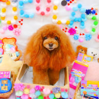 【池下店】2020年2月13日のワンちゃん達♪