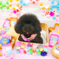 【池下店】2020年2月14日のワンちゃん達♪