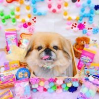 【池下店】2020年2月15日のワンちゃん達♪