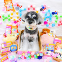 【池下店】2020年2月16日のワンちゃん達♪