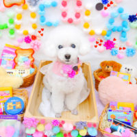 【池下店】2020年2月17日のワンちゃん達♪