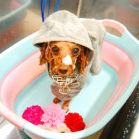 【池下店】2020年2月20日のワンちゃん達♪