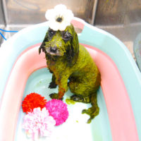 【池下店】2020年2月21日のワンちゃん達♪