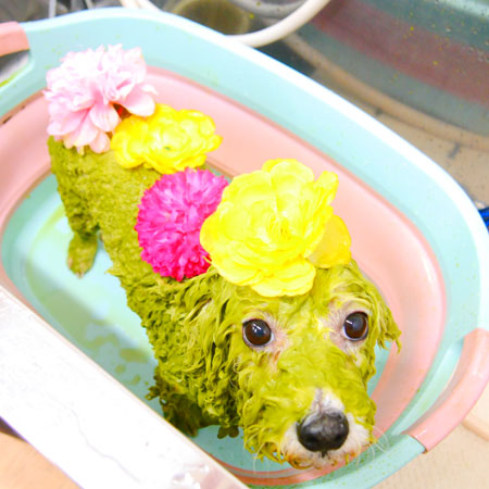 【池下店】2020年2月22日のワンちゃん達♪