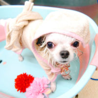 【池下店】2020年2月23日のワンちゃん達♪