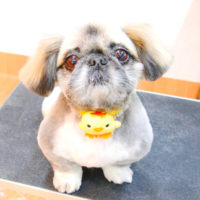 【池下店】2020年2月24日のワンちゃん達♪