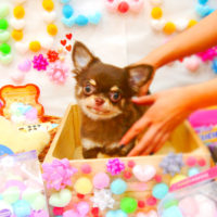 【池下店】2020年2月26日のワンちゃん達♪