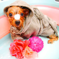 【池下店】2020年2月27日のワンちゃん達♪