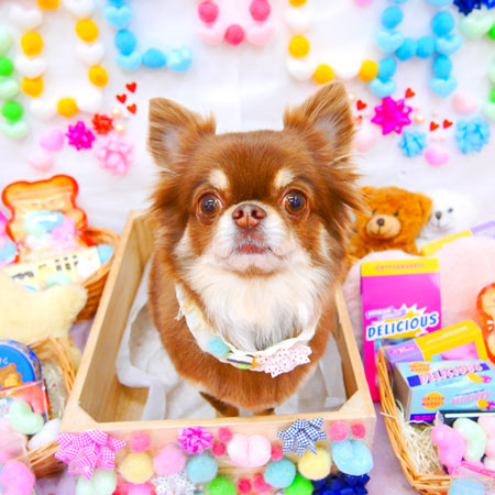 【池下店】2020年2月28日のワンちゃん達♪