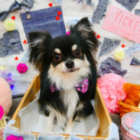 【池下店】2020年3月1日のワンちゃん達♪