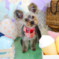 【本店】2020年3月1日のワンちゃん達♪