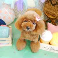 【本店】2020年3月2日のワンちゃん達♪