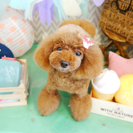 【本店】2020年3月2日のワンちゃん達♪