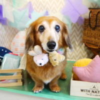 【本店】2020年3月4日のワンちゃん達♪