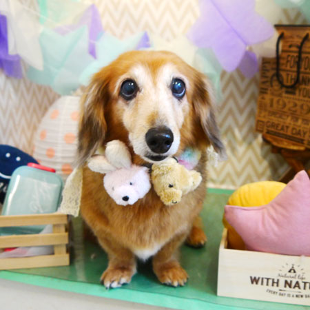 【本店】2020年3月4日のワンちゃん達♪