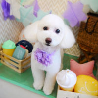 【本店】2020年3月5日のワンちゃん達♪