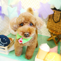 【本店】2020年3月8日のワンちゃん達♪