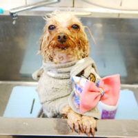 【本店】2020年3月9日のワンちゃん達♪