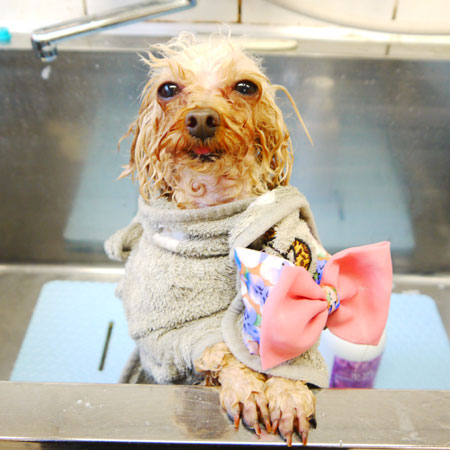 【本店】2020年3月9日のワンちゃん達♪