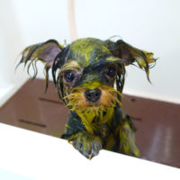 【本店】2020年3月12日のワンちゃん達♪