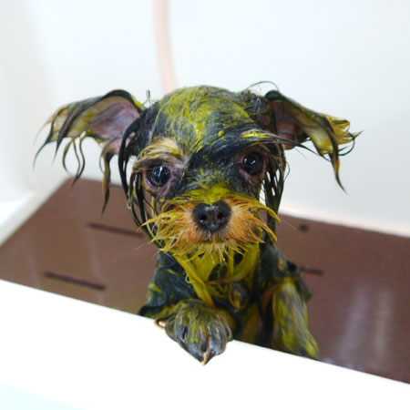 【本店】2020年3月12日のワンちゃん達♪