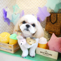 【本店】2020年3月13日のワンちゃん達♪