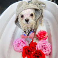 【本店】2020年3月14日のワンちゃん達♪