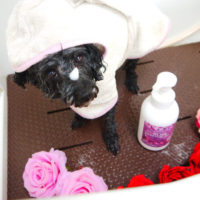 【本店】2020年3月15日のワンちゃん達♪