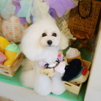 【本店】2020年3月16日のワンちゃん達♪