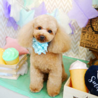 【本店】2020年3月18日のワンちゃん達♪