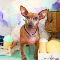 【本店】2020年3月19日のワンちゃん達♪