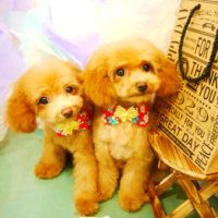 【本店】2020年3月20日のワンちゃん達♪