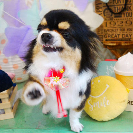 【本店】2020年3月22日のワンちゃん達♪