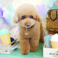 【本店】2020年3月23日のワンちゃん達♪