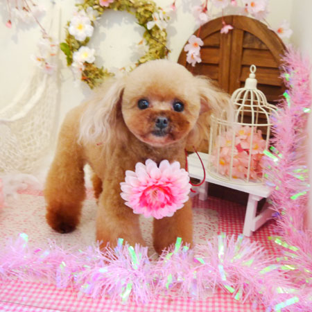 【本店】2020年3月25日のワンちゃん達♪