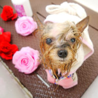 【本店】2020年3月26日のワンちゃん達♪