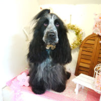 【本店】2020年3月27日のワンちゃん達♪