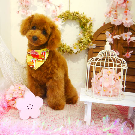 【本店】2020年3月28日のワンちゃん達♪