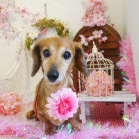 【本店】2020年3月29日のワンちゃん達♪