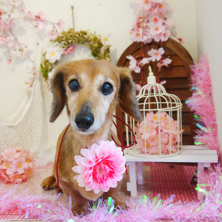 【本店】2020年3月29日のワンちゃん達♪