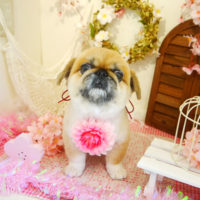 【本店】2020年3月30日のワンちゃん達♪