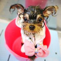 【本店】2020年4月6日のワンちゃん達♪