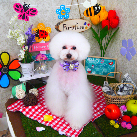 【山手店】2020年3月2日のワンちゃん達♪