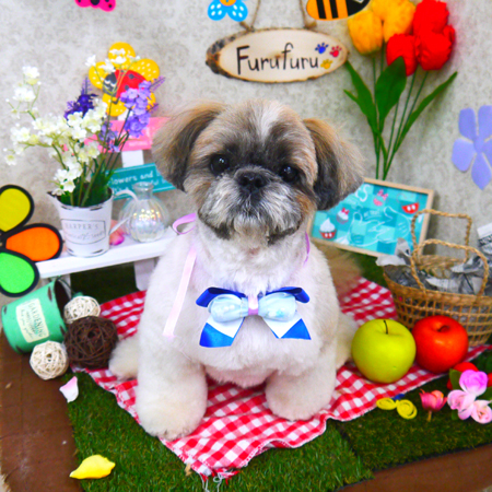 【山手店】2020年3月5日のワンちゃん達♪