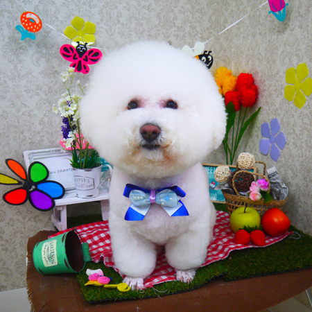 【山手店】2020年3月8日のワンちゃん達♪