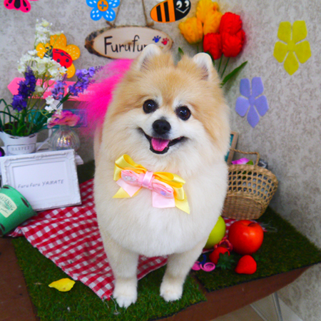 【山手店】2020年3月12日のワンちゃん達♪