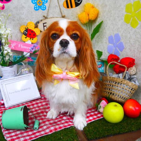 【山手店】2020年3月13日のワンちゃん達♪