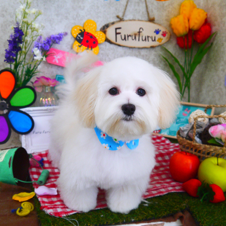 【山手店】2020年3月21日のワンちゃん達♪